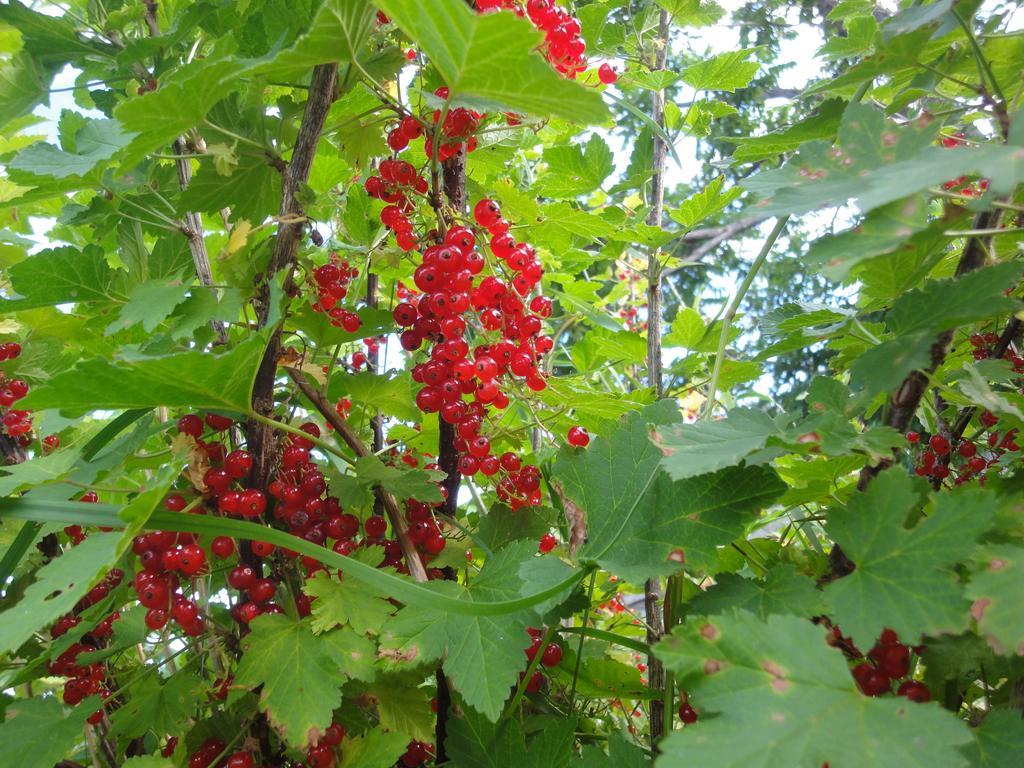 Farm Inn Anima No Sato Abashiri Dış mekan fotoğraf