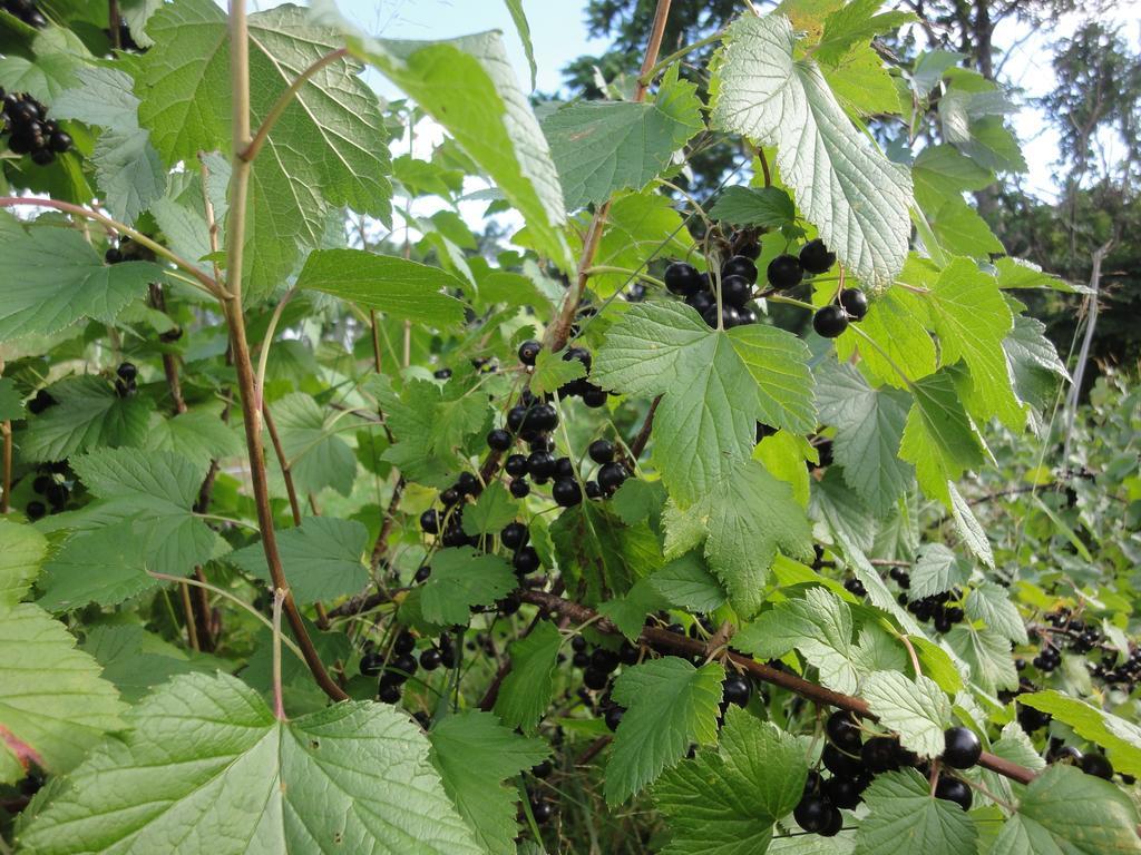 Farm Inn Anima No Sato Abashiri Dış mekan fotoğraf